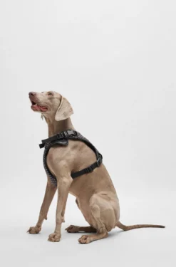 Dog mesh-lined harness with monogram pattern